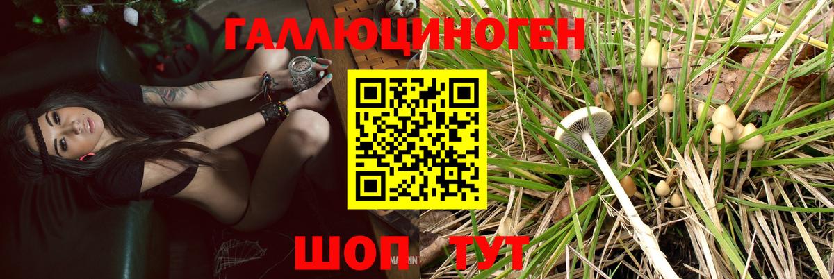 Галлюциногенные грибы Psilocybe Волжский